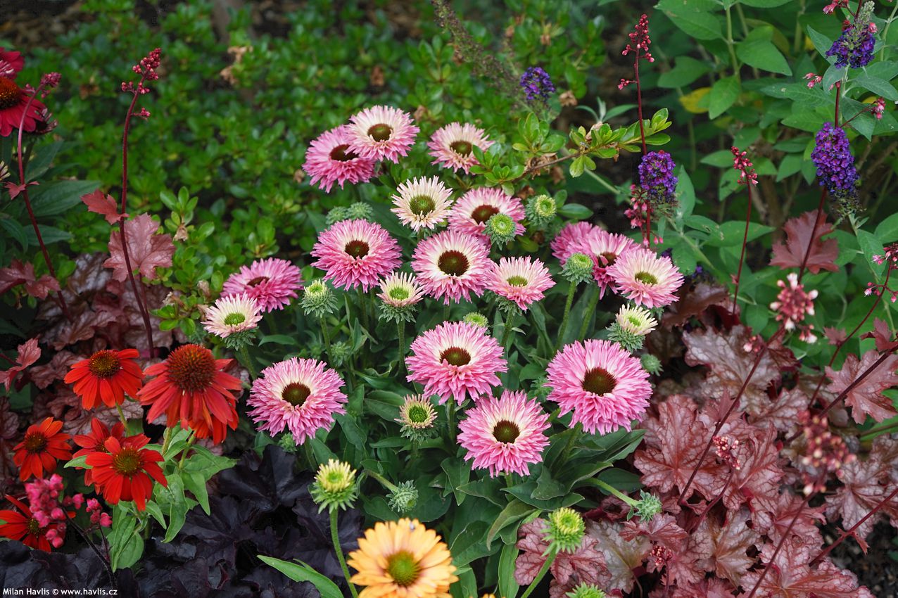 echinacea Bolero Pink 2026 (9).jpg