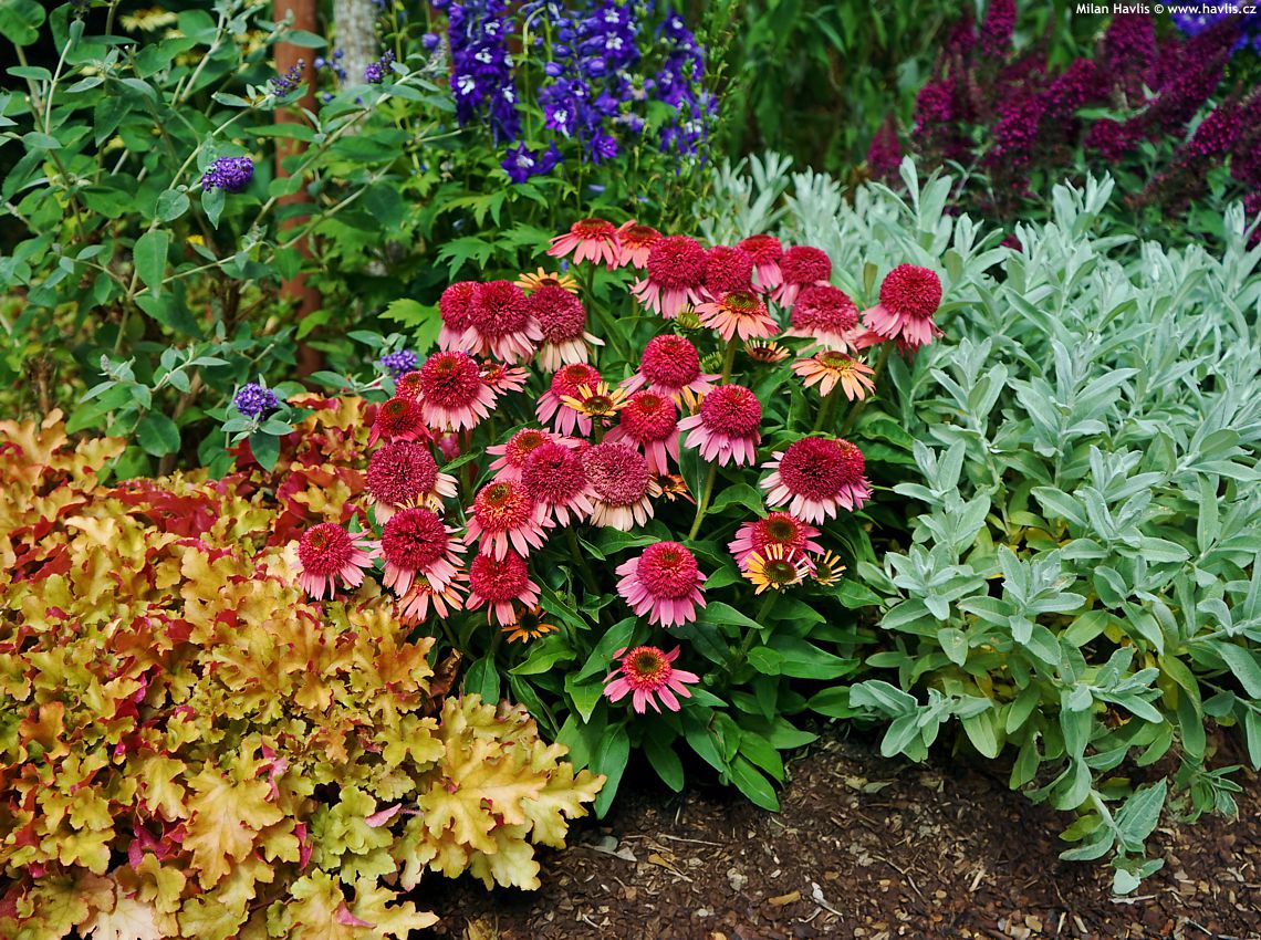 echinacea Double Scoop Cranberry