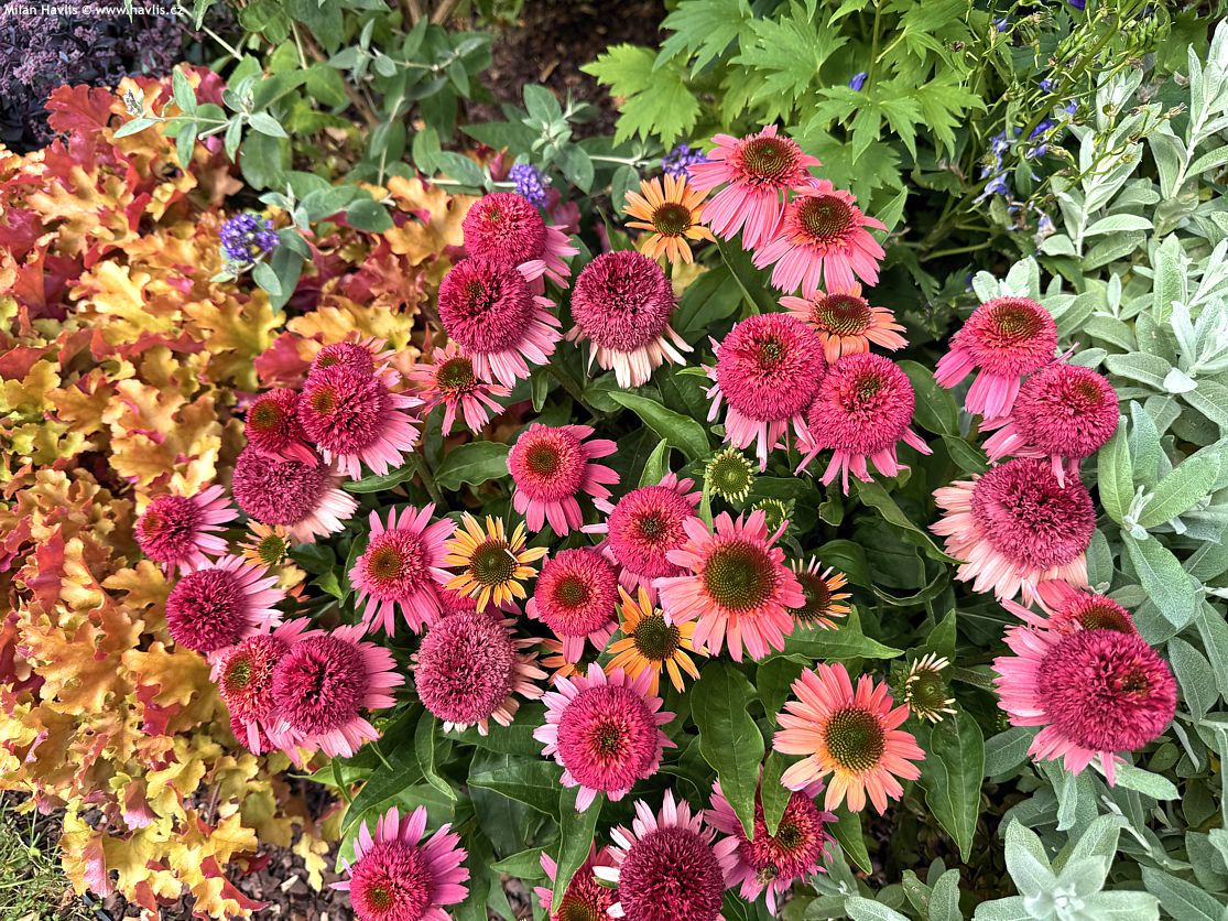 echinacea Double Scoop Cranberry