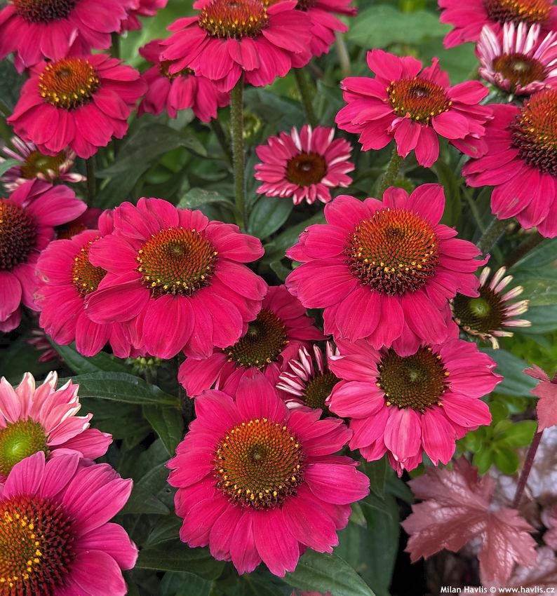 echinacea Mooodz Flirty 2026 (12).jpg