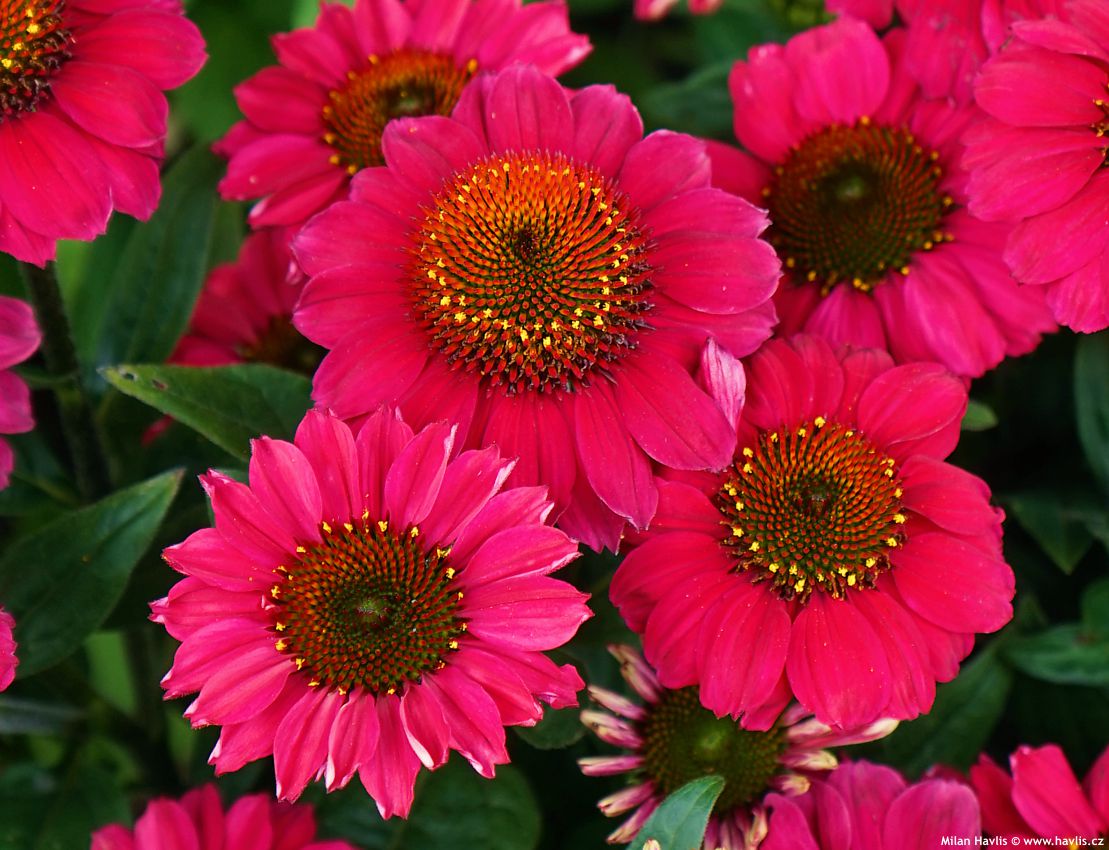 echinacea Mooodz Flirty 2026 (17).jpg