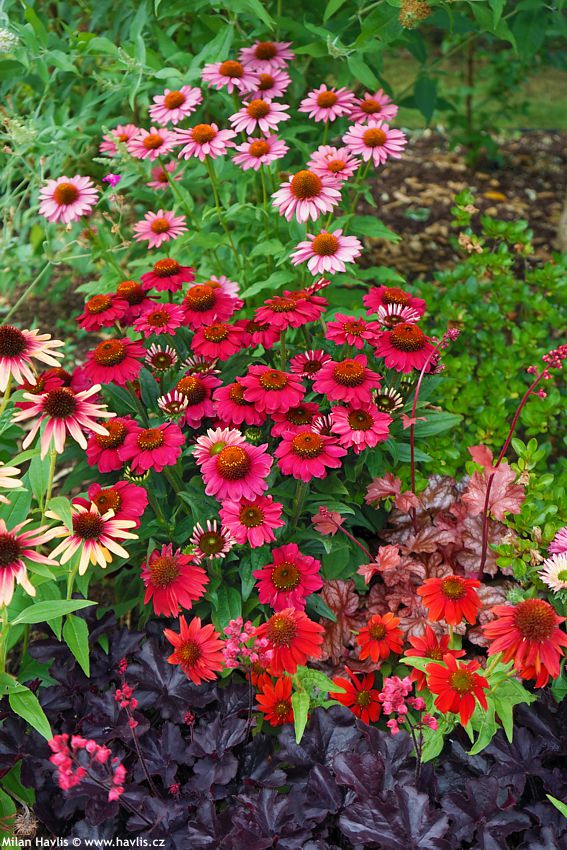 echinacea Mooodz Flirty 2026 (18).jpg
