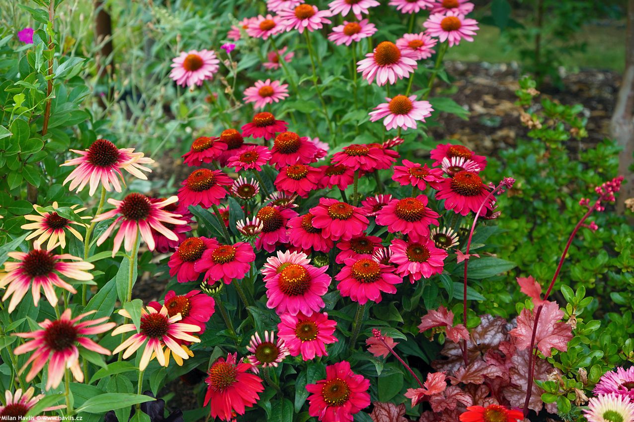 echinacea Mooodz Flirty 2026 (19).jpg