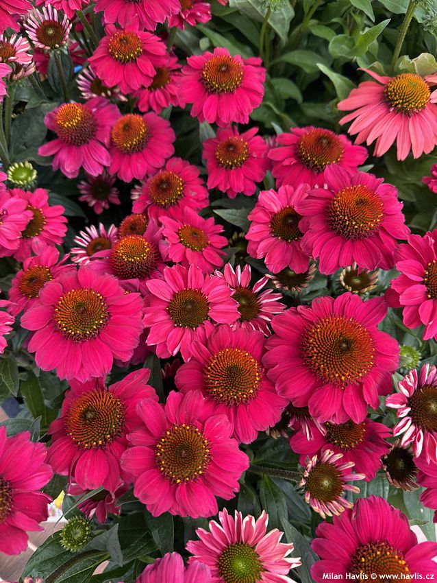 echinacea Mooodz Flirty 2026 (31).jpg