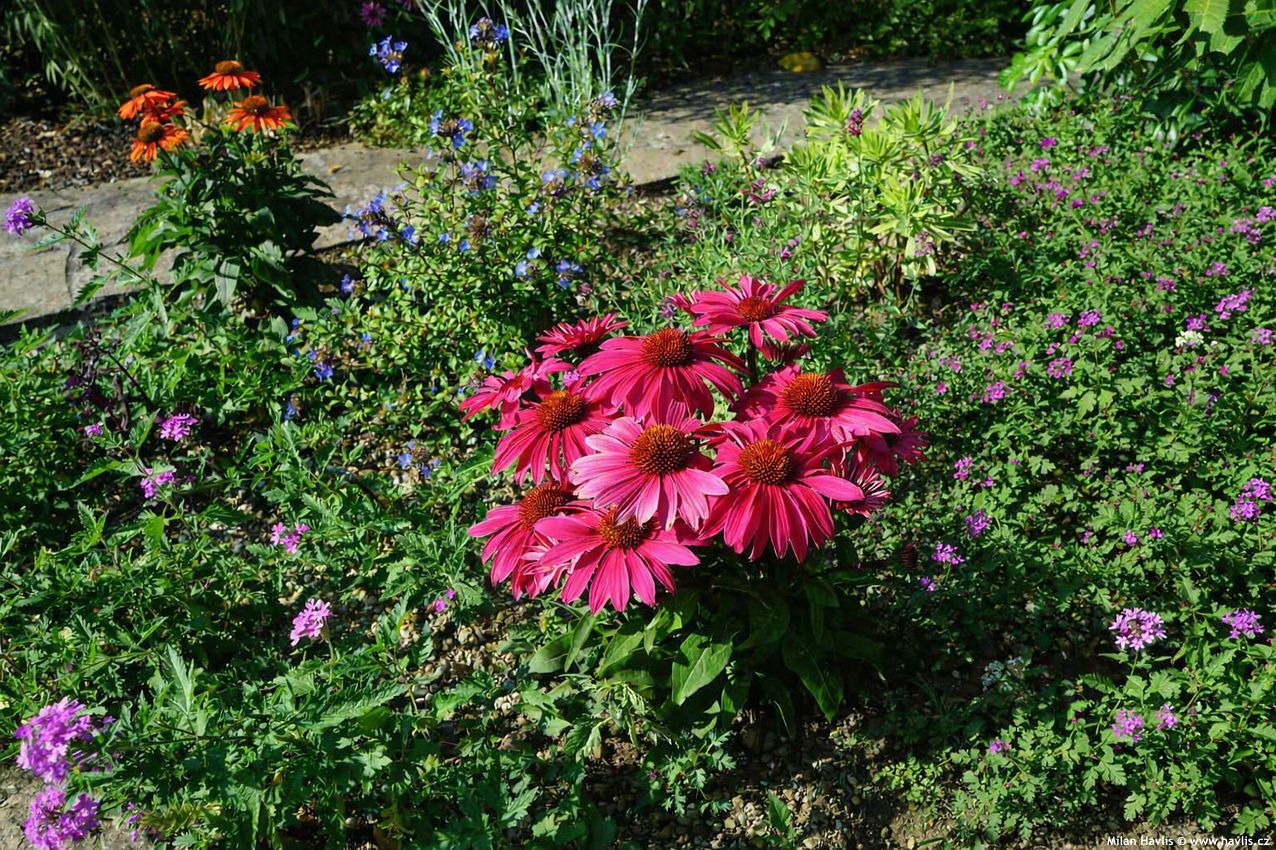 echinacea Mooodz Imagination 2026 edit 1.jpg