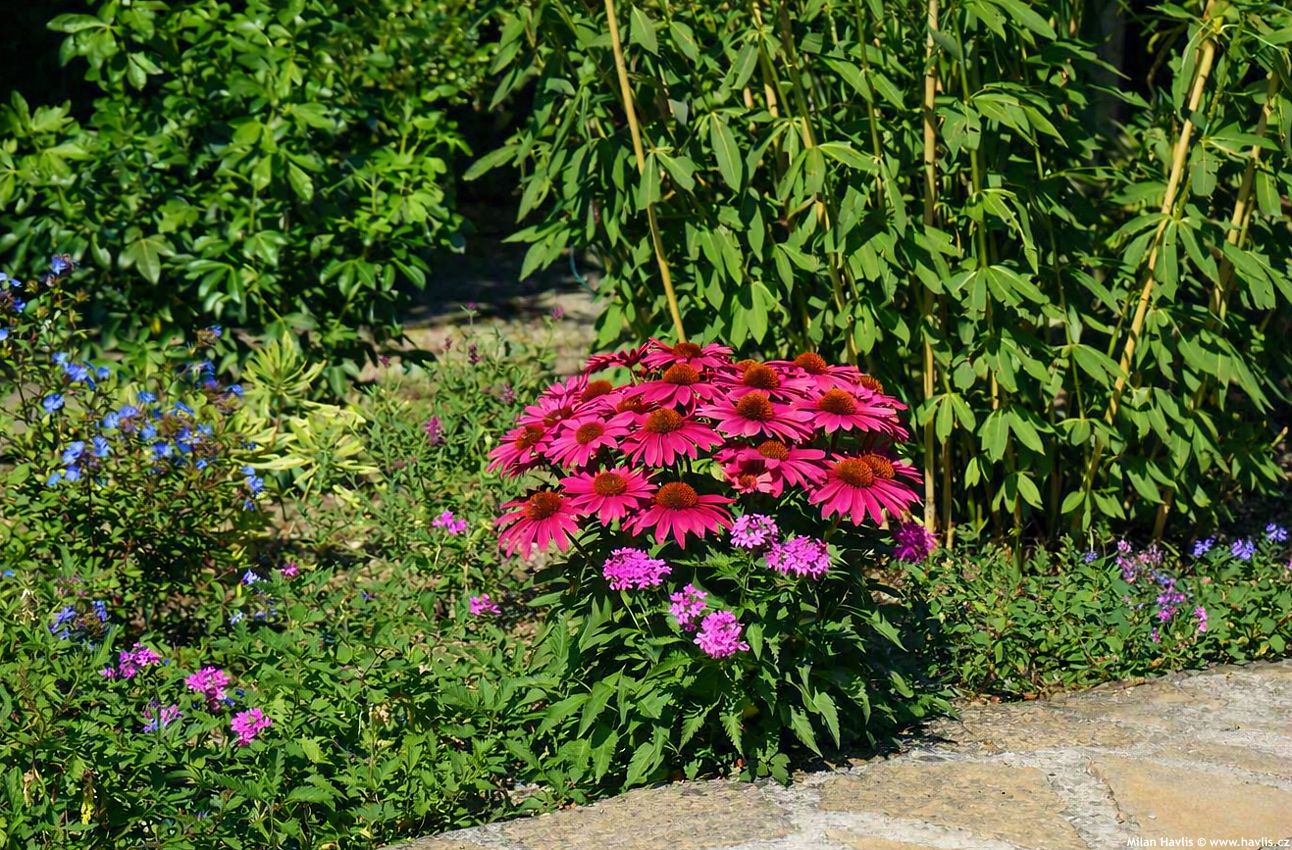 echinacea Mooodz Imagination 2026 edit 2.jpg
