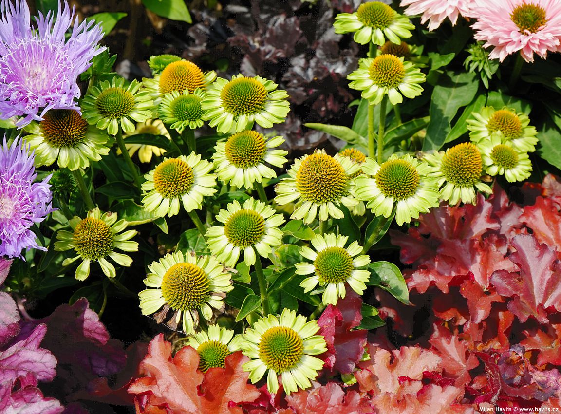 echinacea Mooodz Jealousy