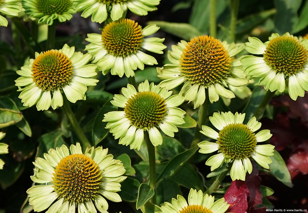 echinacea Mooodz Jealousy