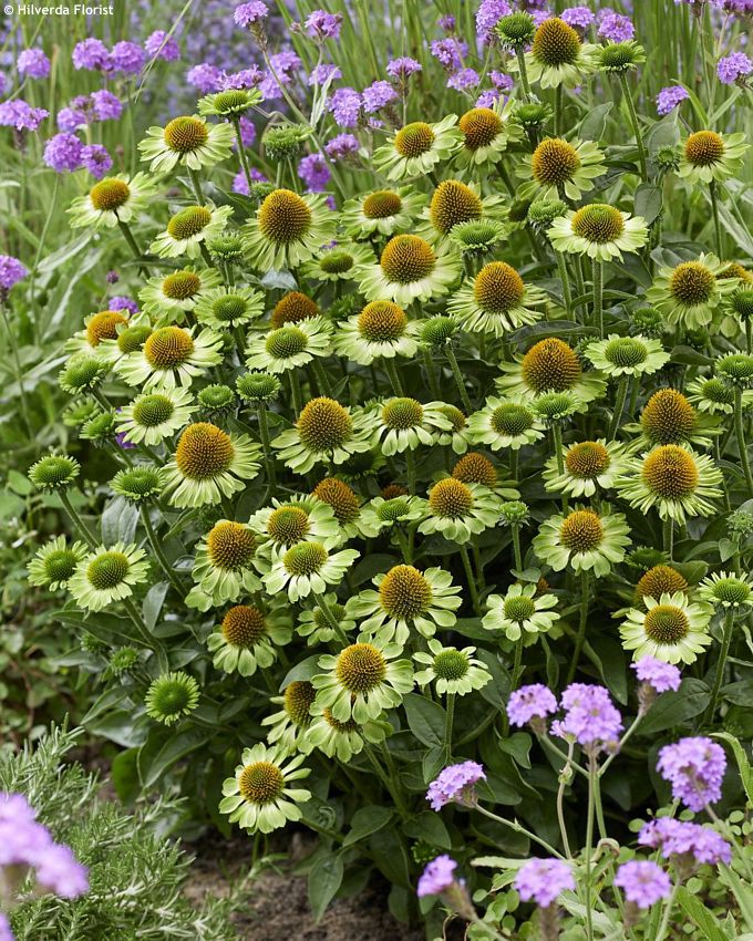 echinacea Mooodz Jealousy