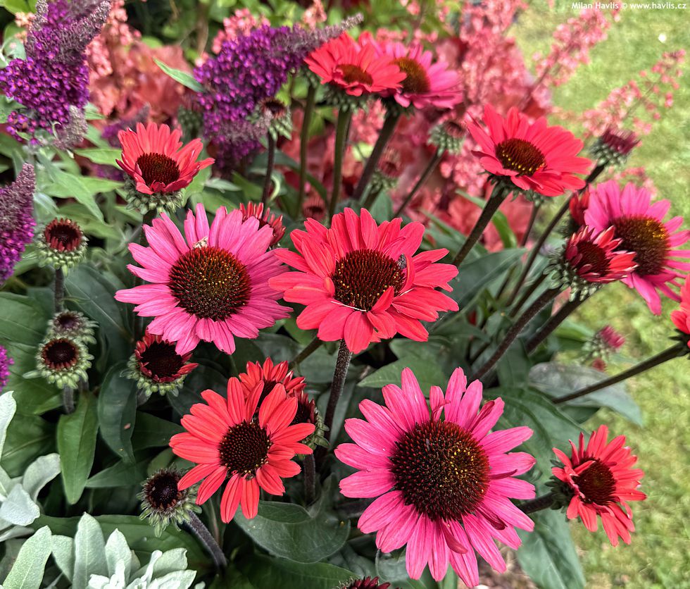 echinacea Papaya Flame