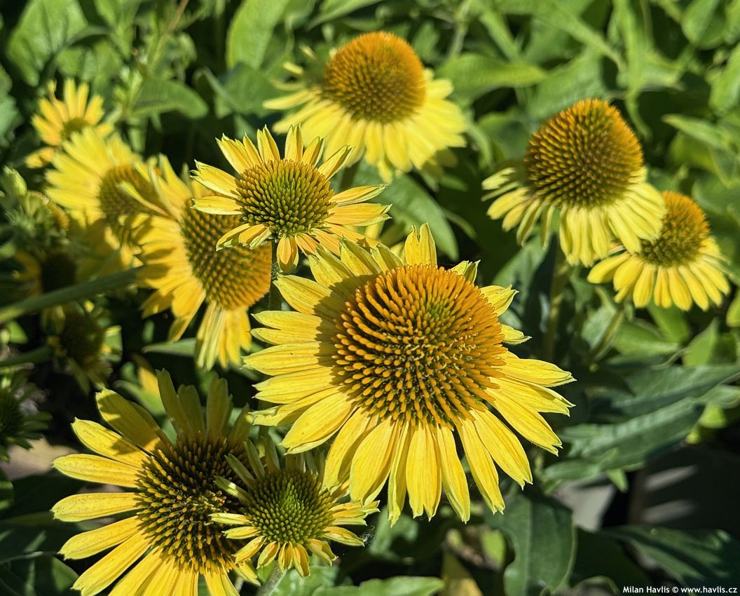 echinacea Princess Citrus 2026 (2).jpg