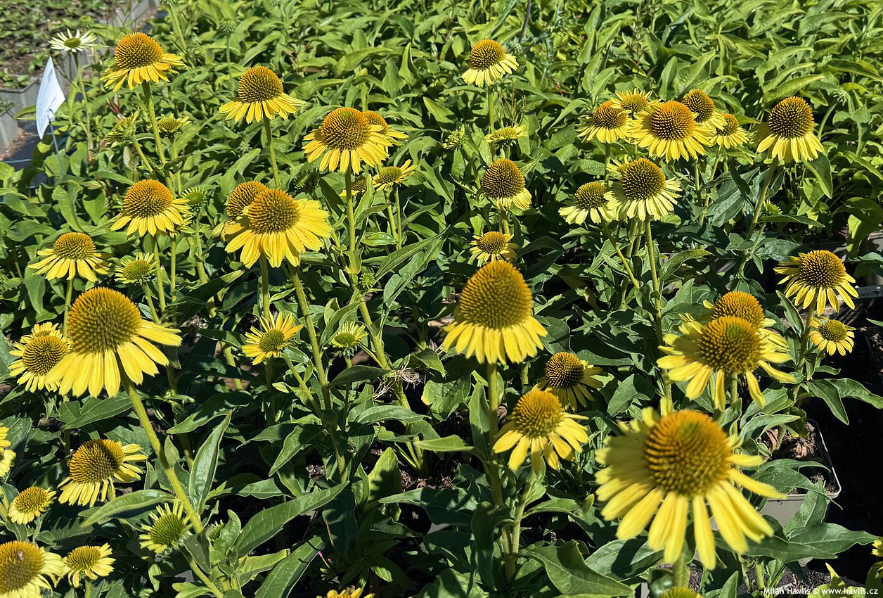echinacea Princess Citrus 2026 (3).jpg