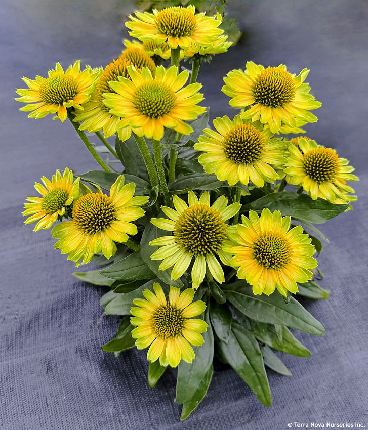 echinacea Princess Citrus TN 1.jpg