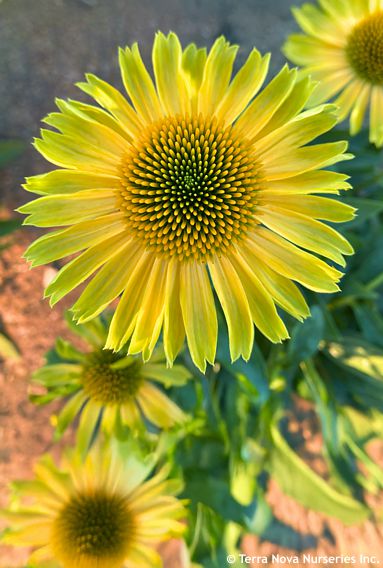 Echinacea PRINCESS™ 'Citrus'