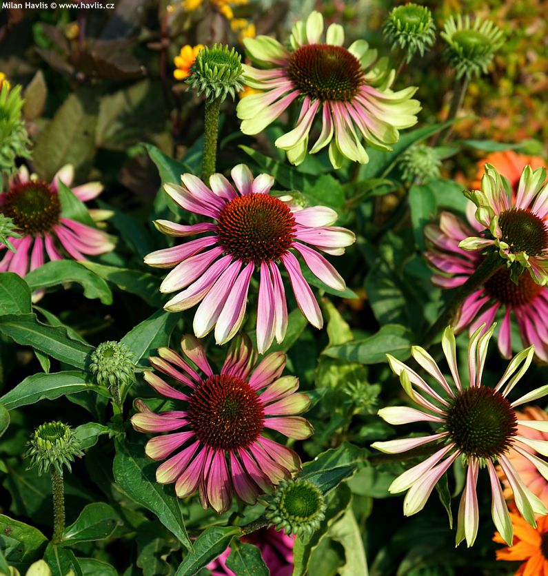 echinacea Purpurea Green Twister
