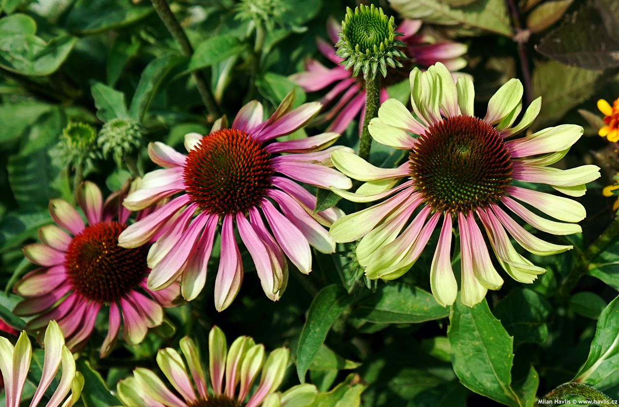 echinacea Purpurea Green Twister