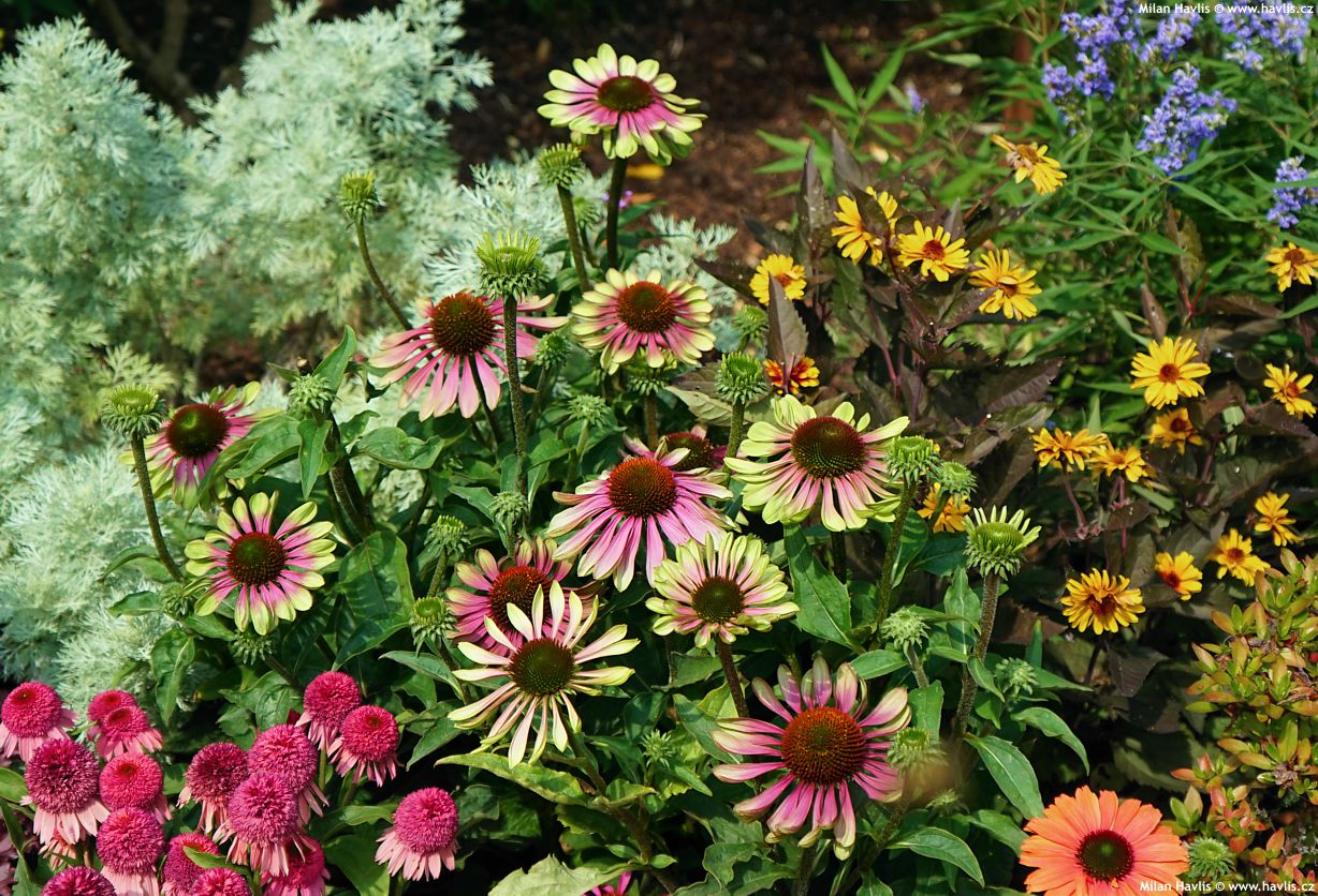 echinacea Purpurea Green Twister