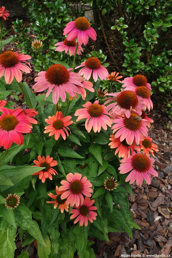 echinacea Sensation Coral 2017 (2).jpg