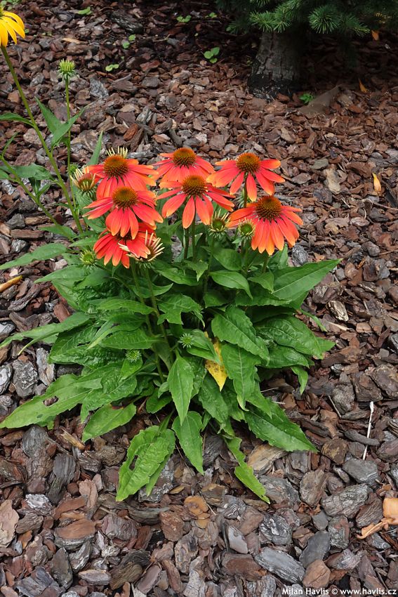 echinacea Sensation Coral 2017 (4).jpg