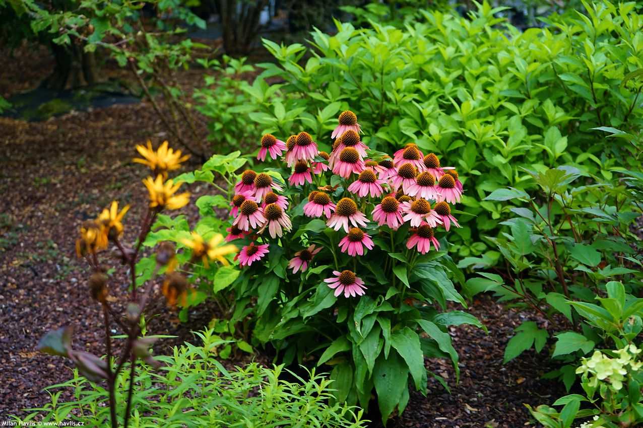 echinacea Sensation Coral 2026 (2).jpg