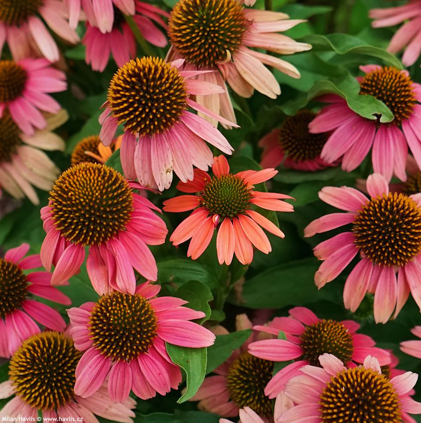 echinacea Sensation Coral 2026 (6).jpg