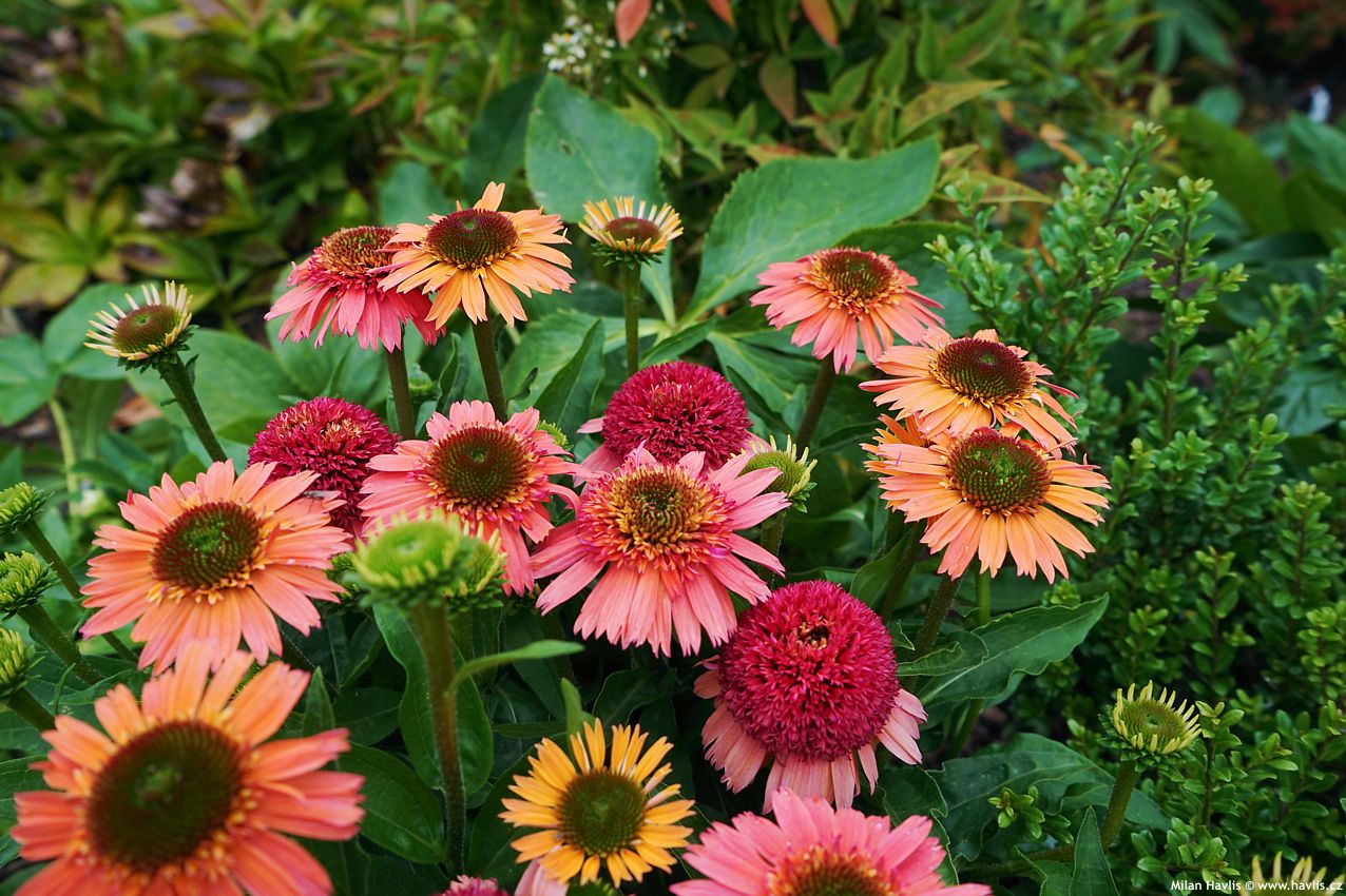 echinacea Sombrero Double Cranberry