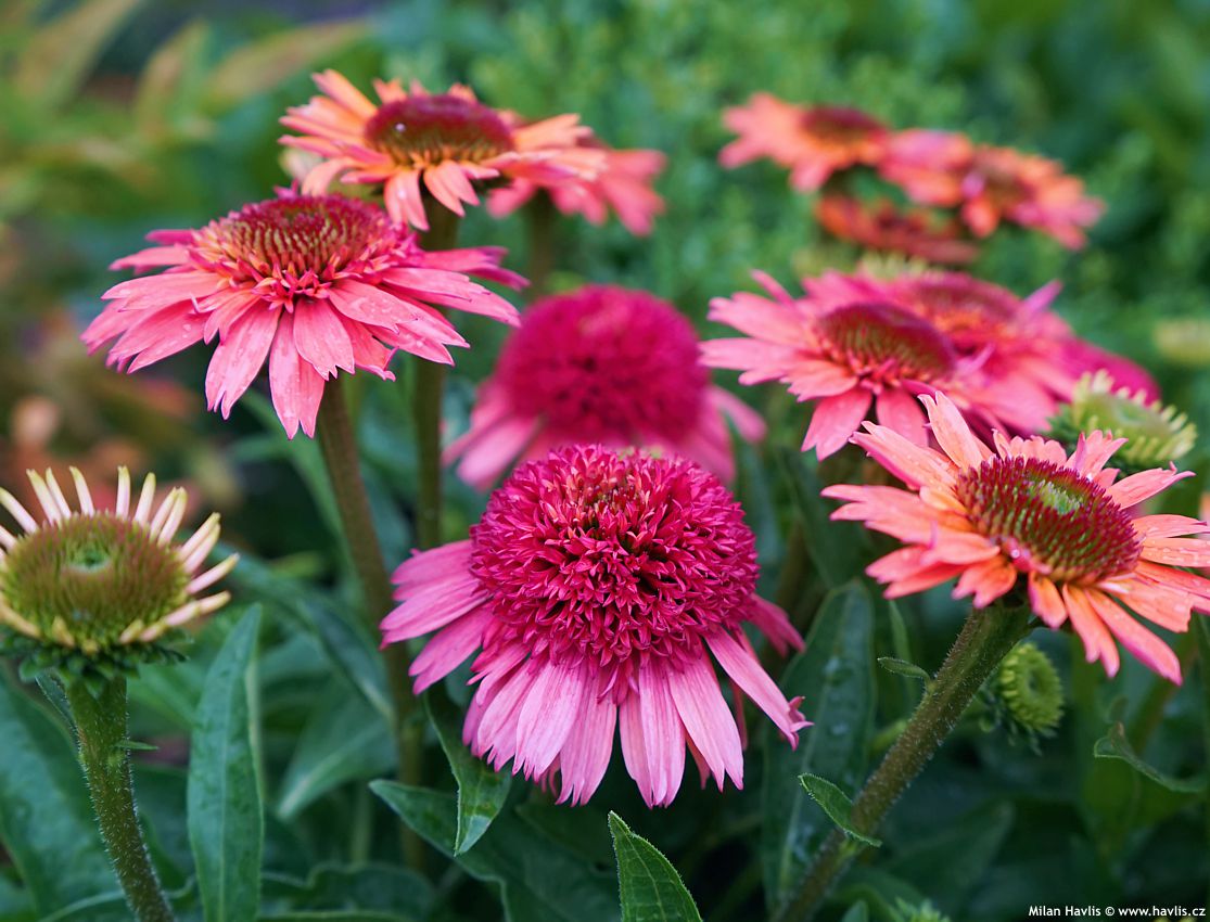 echinacea Sombrero Double Cranberry