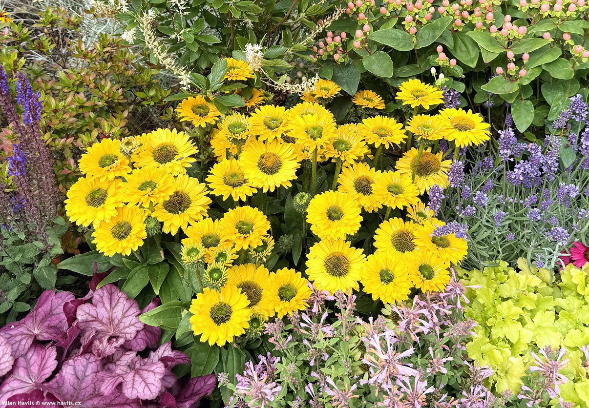 echinacea Sombrero Lemon Yellow