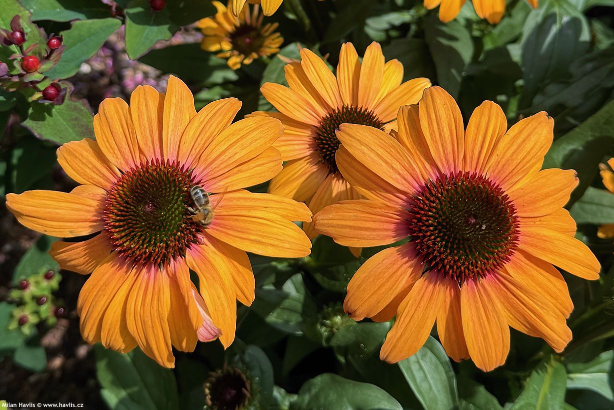 echinacea Sunseekers Clementine