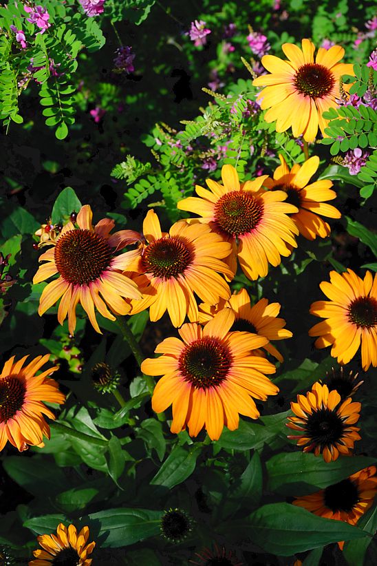 echinacea Sunseekers Clementine