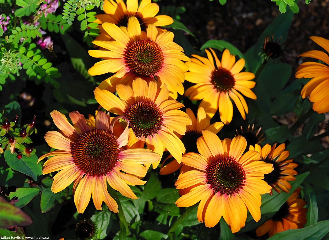 echinacea Sunseekers Clementine