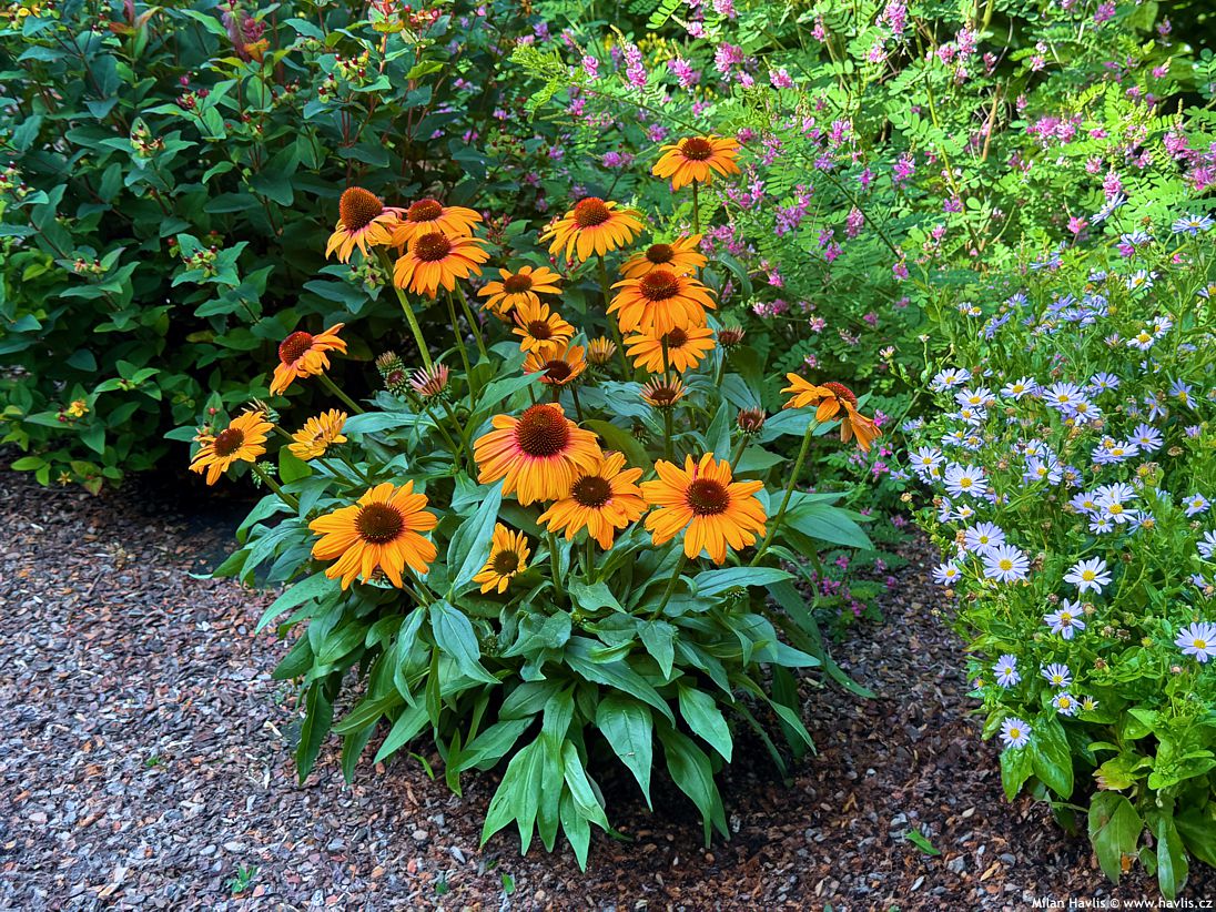 echinacea Sunseekers Clementine