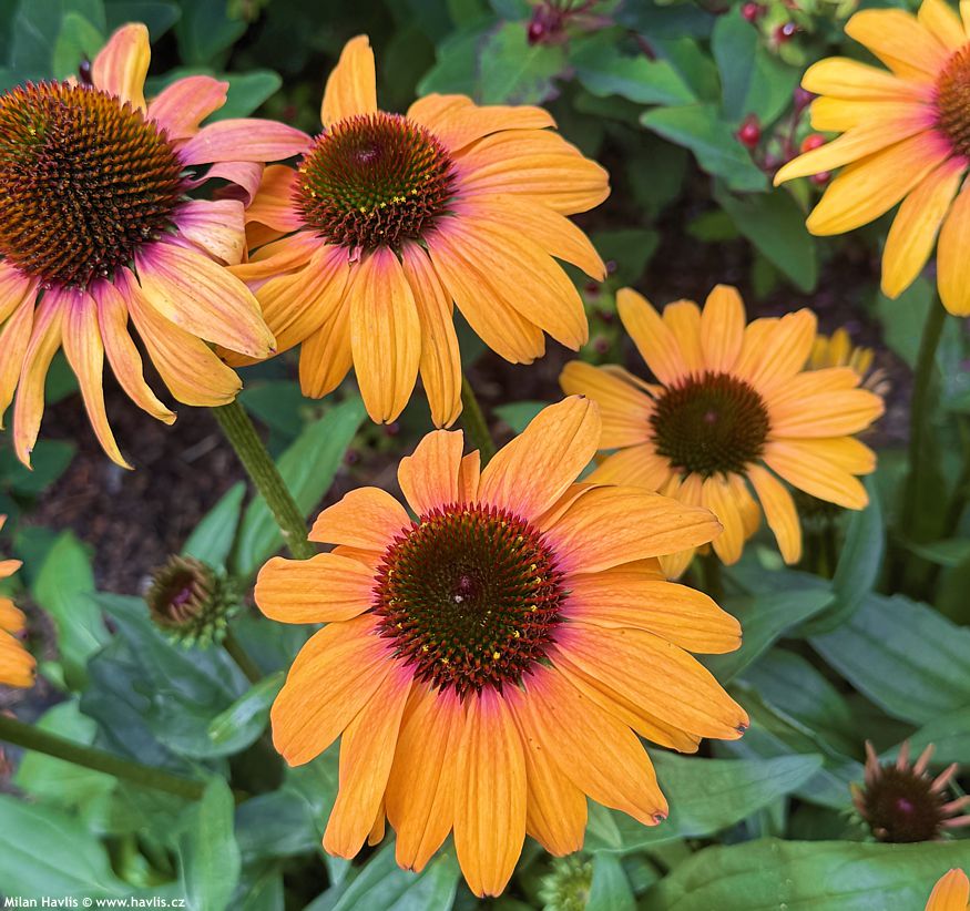 echinacea Sunseekers Clementine