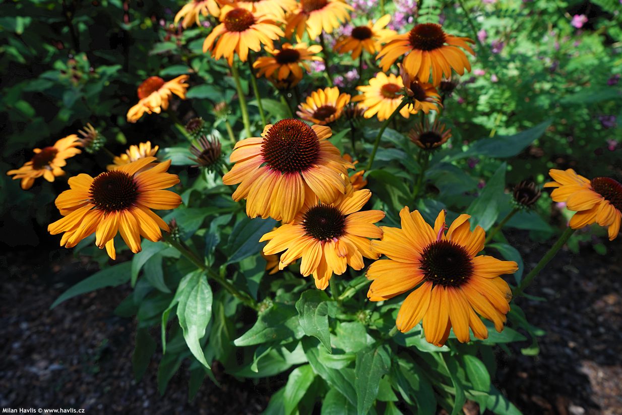 echinacea Sunseekers Clementine