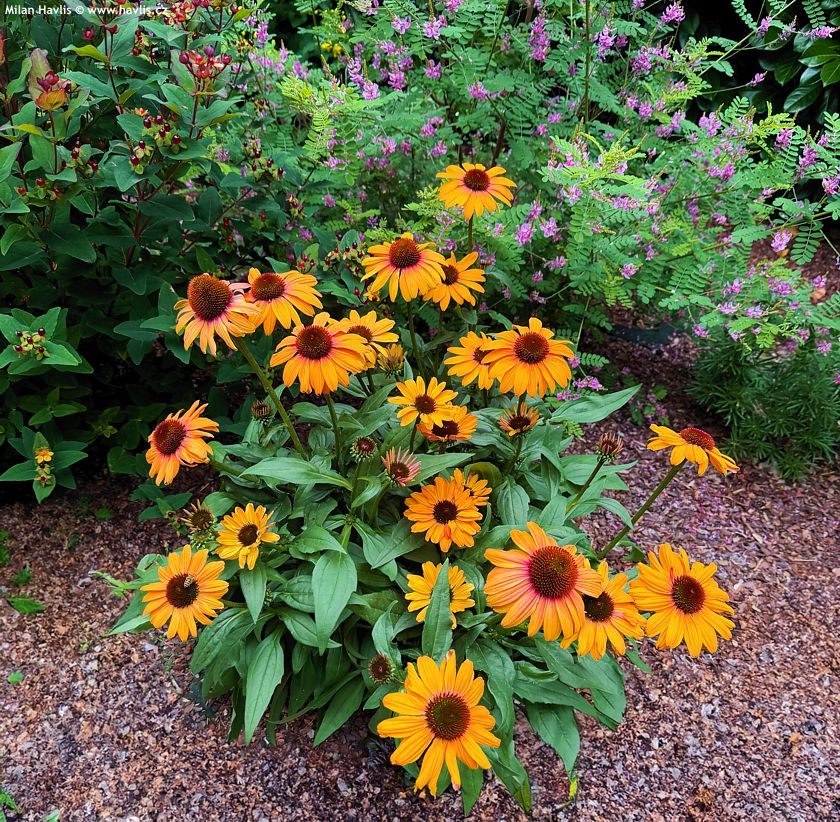 echinacea Sunseekers Clementine