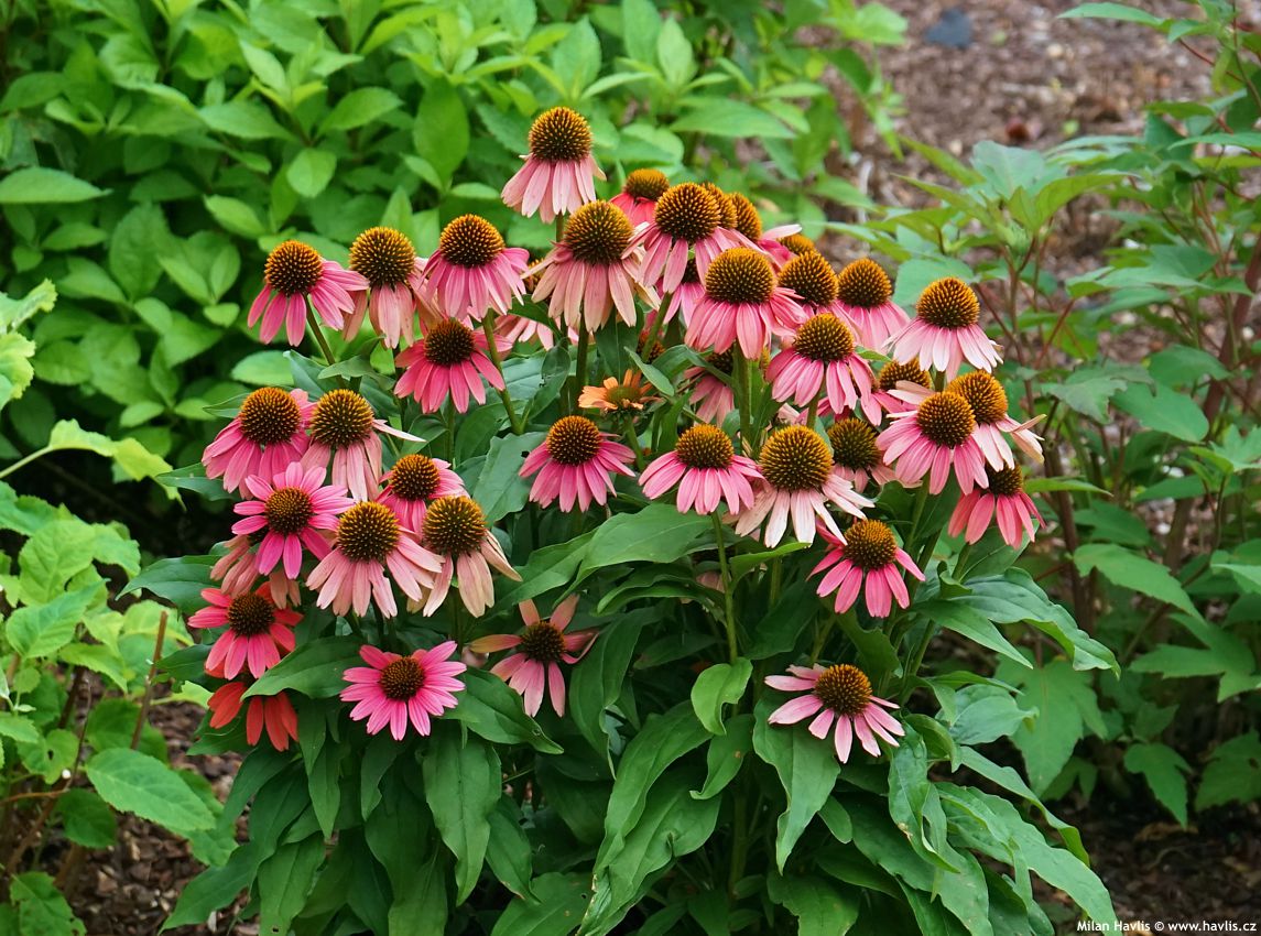 echinacea Sunseekers Coral 2026 (4).jpg