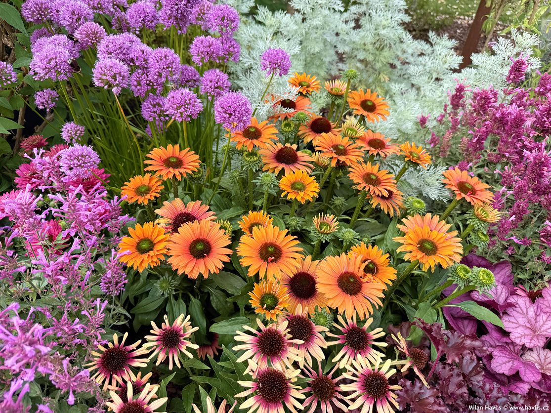 echinacea Sunseekers Mineola