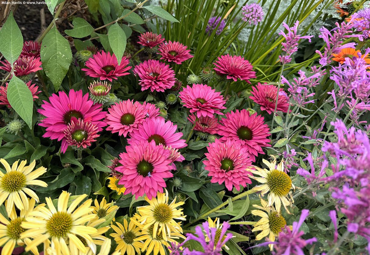 echinacea Sunseekers Sweet Fuchsia