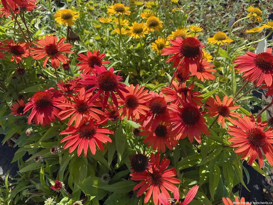 echinacea purpurea Sunmagic Vintage Orange 2026 (3).jpg
