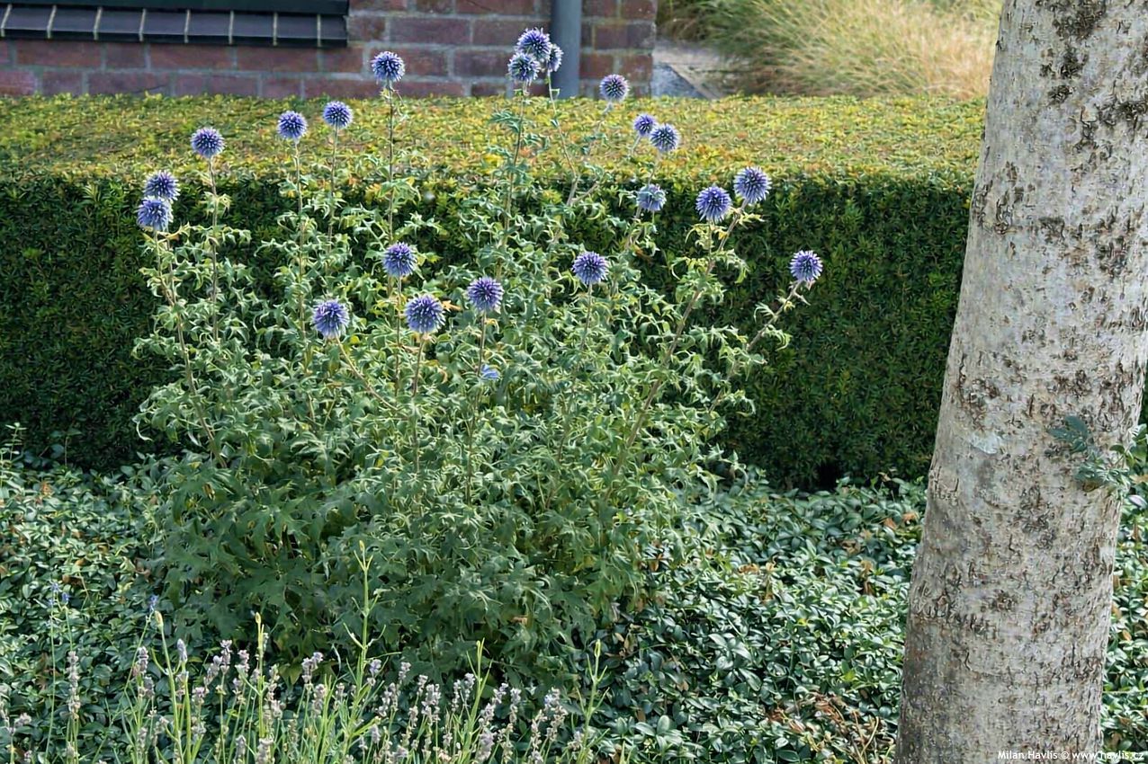 echinops ritro 2025 (3) edit.jpg