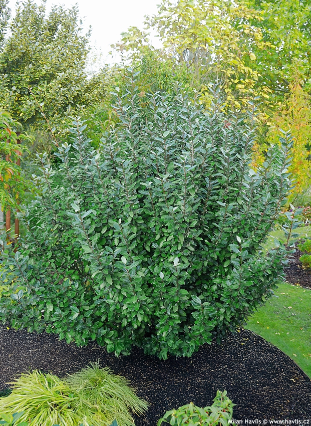 elaeagnus x ebbingei Compacta