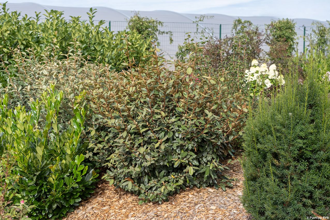 elaeagnus x ebbingei Taneo PT 1.jpg