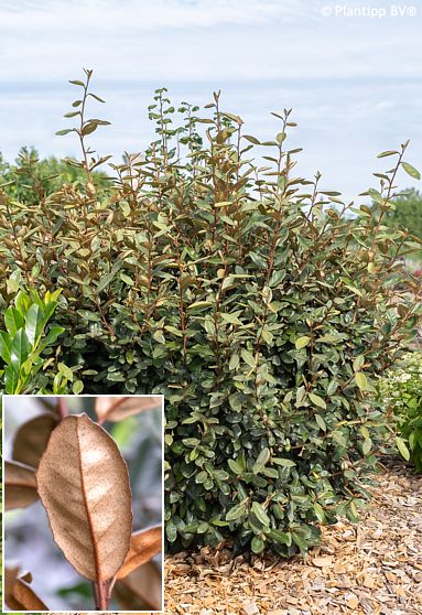 Elaeagnus x ebbingei (E. x submacrophylla) 'Ladet' TANEO