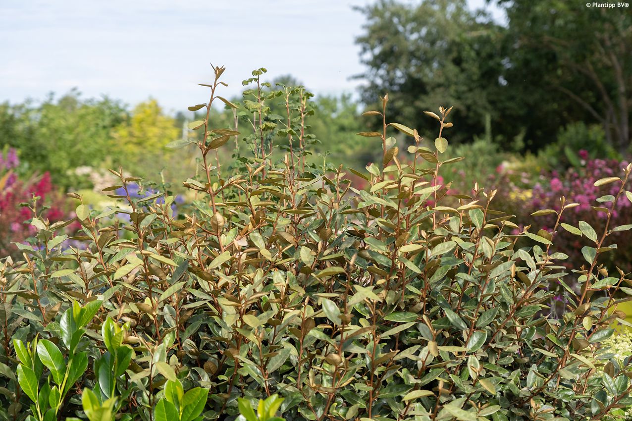 elaeagnus x ebbingei Taneo PT 3.jpg