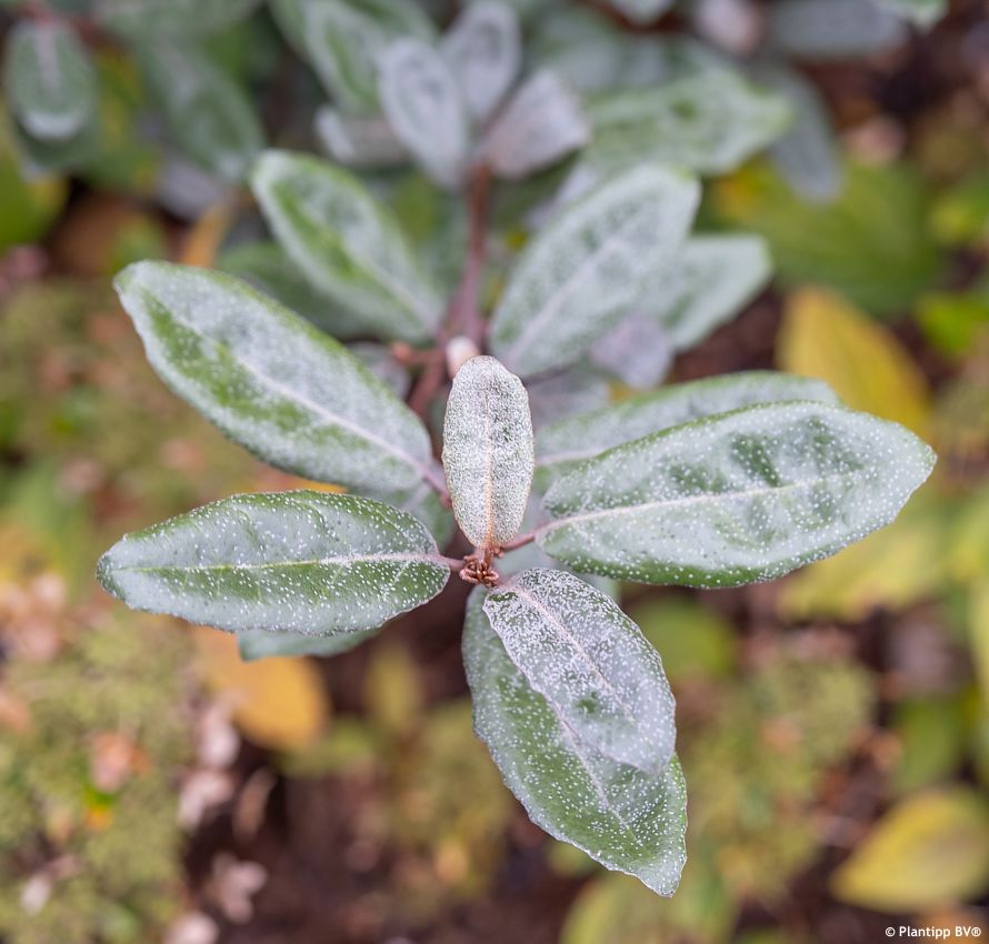 elaeagnus x ebbingei Taneo PT 4.jpg