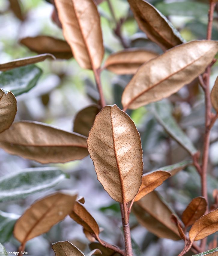 elaeagnus x ebbingei Taneo PT 5.jpg