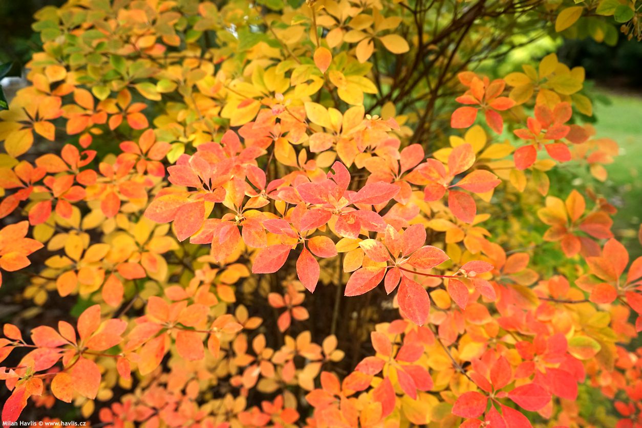 enkianthus campanulatus