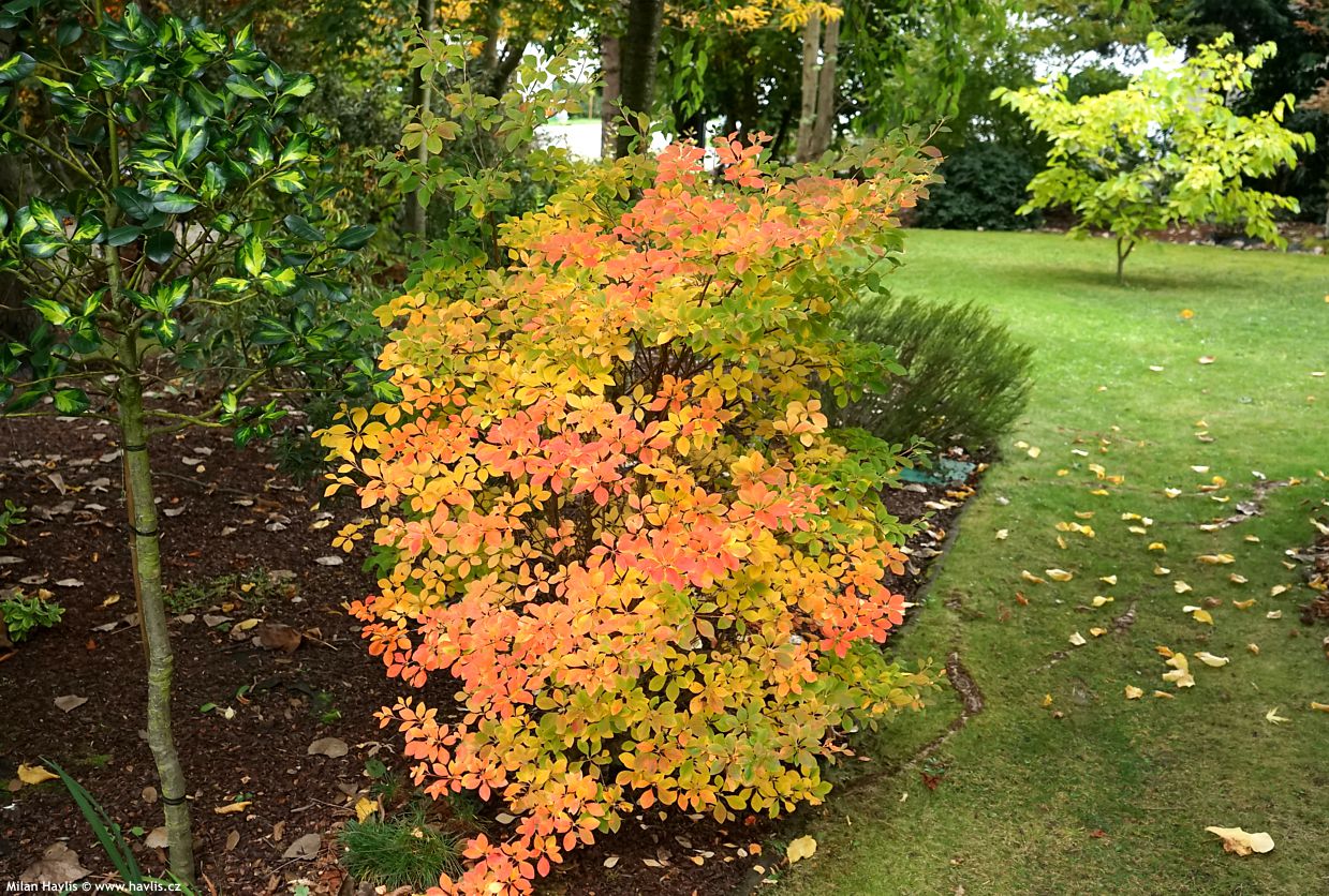 enkianthus campanulatus