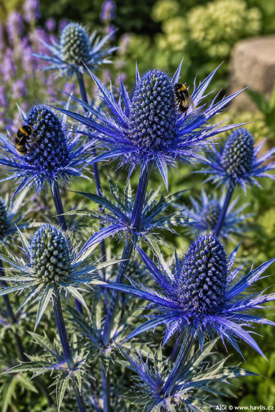 eryngium Lapis Blue 2026 AIGI 1.jpg