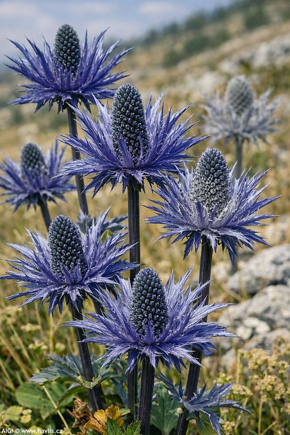 eryngium alpinum 2026 AIGI 3.jpg